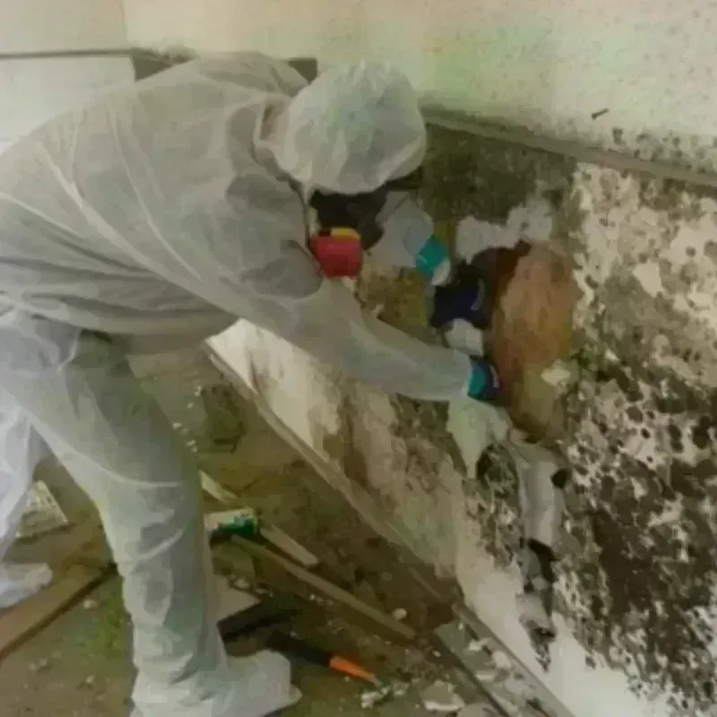 Mold Remediation and Removal in Utica, MI